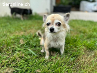 Fibi und Max - ein Herz und eine Seele
