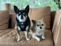 Fibi und Max - ein Herz und eine Seele