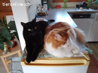 Fibsi und Charly – doppeltes Herz, neues Glück