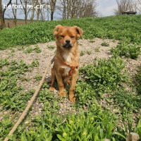 Filou – leises und sensibles Wesen