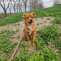 Filou – leises und sensibles Wesen
