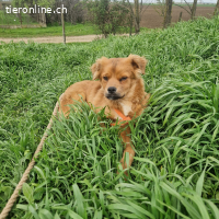 Filou – leises und sensibles Wesen
