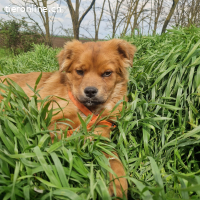 Filou – leises und sensibles Wesen