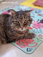 Findus (FIV positiv) sucht Menschen mit grossem Herz