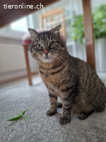 Findus (FIV positiv) sucht Menschen mit grossem Herz