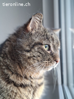 Findus (FIV positiv) sucht Menschen mit grossem Herz