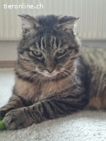 Findus (FIV positiv) sucht Menschen mit grossem Herz