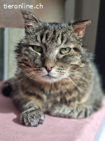 Findus (FIV positiv) sucht Menschen mit grossem Herz