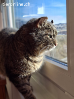 Findus (FIV positiv) sucht Menschen mit grossem Herz
