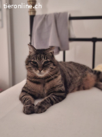 Findus (FIV positiv) sucht Menschen mit grossem Herz