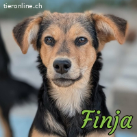 Finja - tolle Hündin sucht verständnisvolles Zuhause
