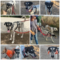 Finn, m./kastr., geb. ca. 02.2021, Größe: 53 cm/22 kg