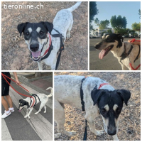 Finn, m./kastr., geb. ca. 02.2021, Größe: 53 cm/22 kg