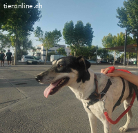 Finn, m./kastr., geb. ca. 02.2021, Größe: 53 cm/22 kg