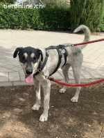 Finn, m./kastr., geb. ca. 02.2021, Größe: 53 cm/22 kg