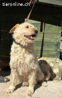 Finn, Mischling, Rüde, geb. ca. 2019, ca. 50 cm