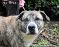 Fionella - Tigerchen sucht Familie