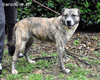 Fionella - Tigerchen sucht Familie