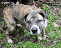 Fionella - Tigerchen sucht Familie