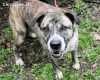 Fionella - Tigerchen sucht Familie