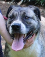 Fionella - Tigerchen sucht Familie