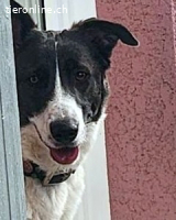 Fioretta - 2. Lebensglück gesucht