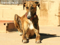 Fito - ein wundervollen Wesen