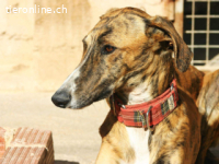 Fito - ein wundervollen Wesen