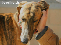 Fito - ein wundervollen Wesen