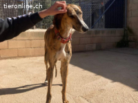 Fito - ein wundervollen Wesen