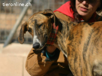 Fito - ein wundervollen Wesen