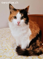 FLAFAENIA - DIE SCHOENE TAPFERE MAMMA GERNE ALLEINE