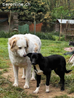 Flaviano - wenn Du mich holst, bleib ich bei Dir