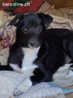 Flaviano - wenn Du mich holst, bleib ich bei Dir