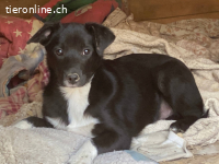 Flaviano - wenn Du mich holst, bleib ich bei Dir