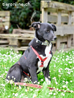 Flaviano - wenn Du mich holst, bleib ich bei Dir