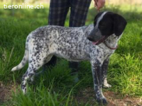 Flecha - sucht nun ein schönes Zuhause!