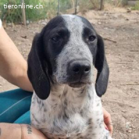 Flecha - sucht nun ein schönes Zuhause!