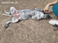 Flecha - sucht nun ein schönes Zuhause!