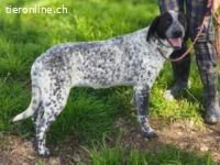 Flecha - sucht nun ein schönes Zuhause!