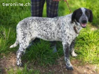 Flecha - sucht nun ein schönes Zuhause!