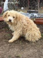 Floki-4, grosser Wunsch :im Duo mit Szimka