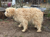 Floki-4, grosser Wunsch :im Duo mit Szimka