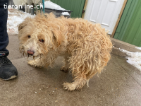 Floki-4, grosser Wunsch :im Duo mit Szimka