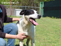 Florentino - Der hübscheste aller Batmans