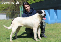 Florentino - Der hübscheste aller Batmans