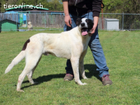 Florentino - Der hübscheste aller Batmans