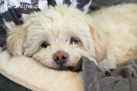 Fonsi (2 Jahre) sucht Gleichgesinnte