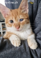 FOXY & CANELA - SIND SIE NICHT EIN UNWIEDERSTEHLICHES DUO ?