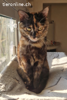 FOXY & CANELA - SIND SIE NICHT EIN UNWIEDERSTEHLICHES DUO ?